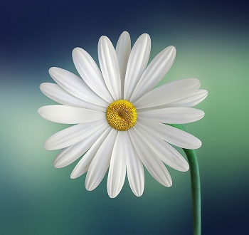 life insurance living benefits life insurance living benefits flower