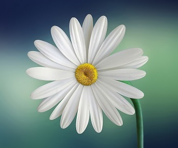 flower image - life insurance living benefits